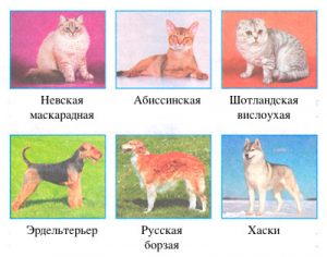сибирский хаски, абиссинская кошка, русская борзая, невская маскарадная кошка, эрдельтерьер, шотландская вислоухая кошка.