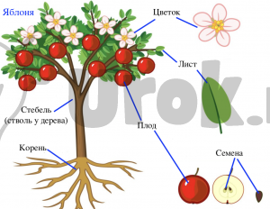 Части растения яблоня