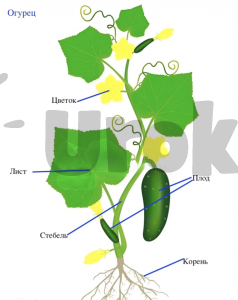 Части растения огурец
