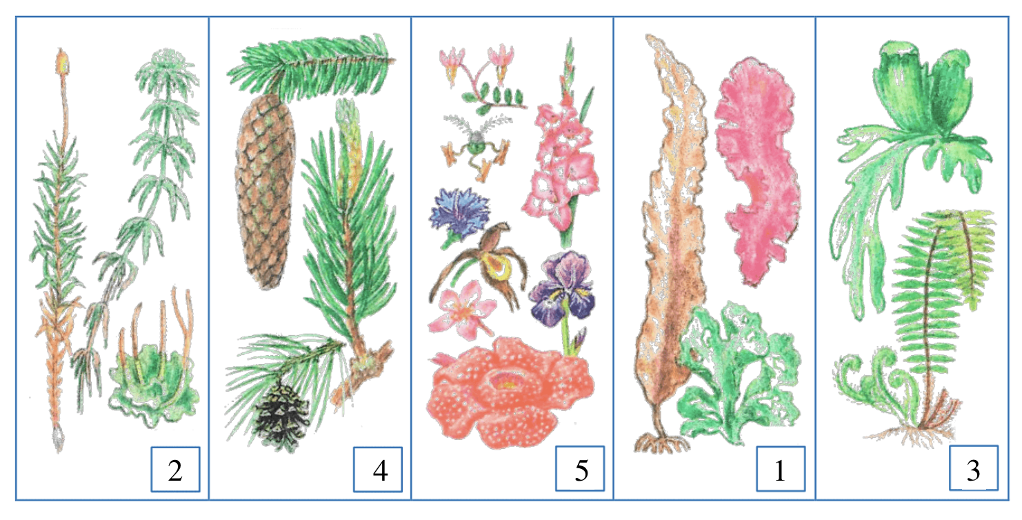 Группа растений мхи 3 класс окружающий мир