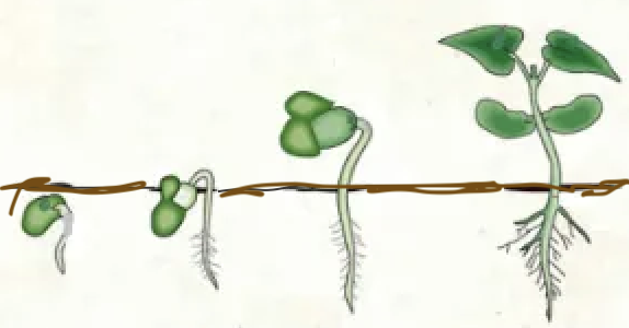 Задание 3 на странице 37: прорастание семени фасоли.