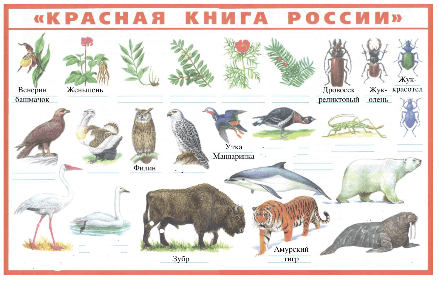 Задание 4 на странице 45: животные и растения лесов из красной книги России