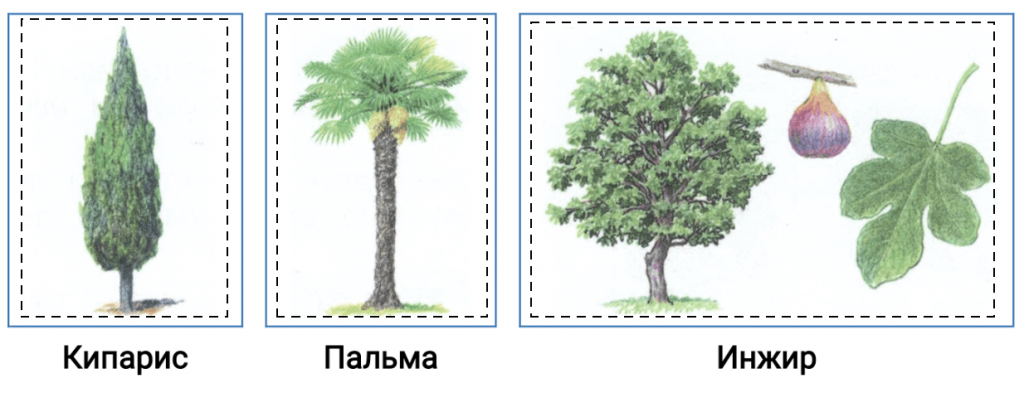 Задание 2 на странице 54: кипарис, пальма, инжир