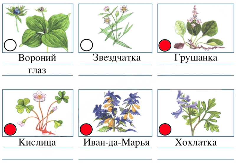 Задание 2 на странице 68: вороний глаз, звездчатка, грушанка, кислица, Иван-да-Марья, хохлатка 