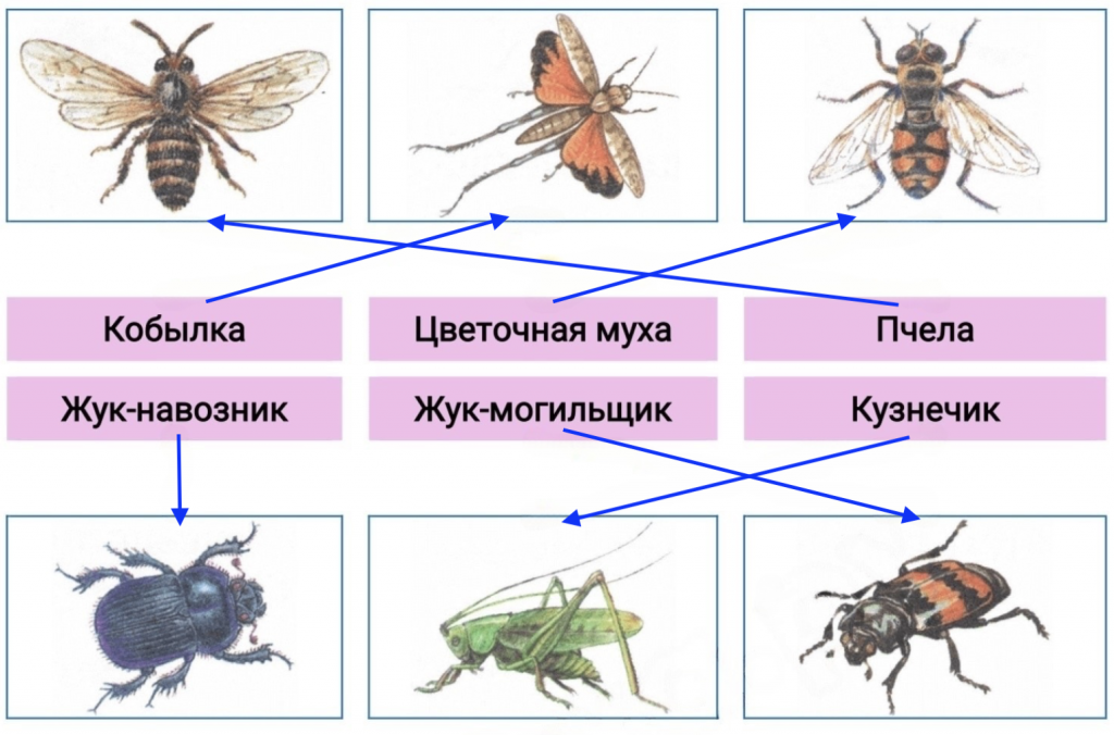 Задание 4 на странице 71: кобылка, цветочная муха, пчела, жук-навозник, кузнечик, жук-могильщик