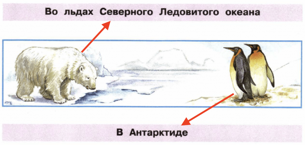 Задание 2 стр. 9: Белый медведь живет во льдах Северного Ледовитого океана. Пингвины живут в Антарктиде.