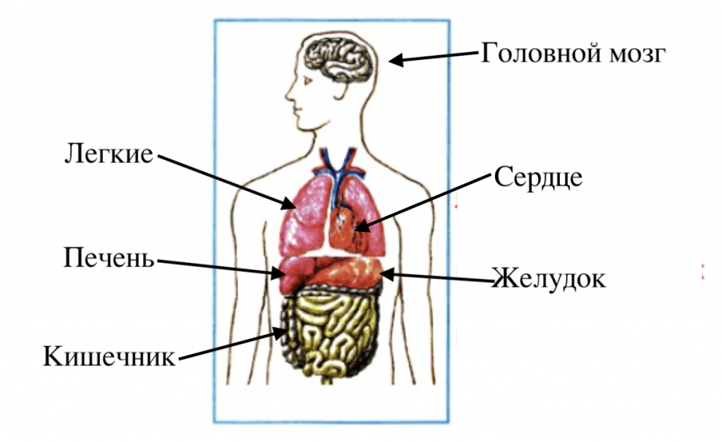 Внутренне строение тела человека: мозг, сердце, легкие, печен, желудок, кишечник