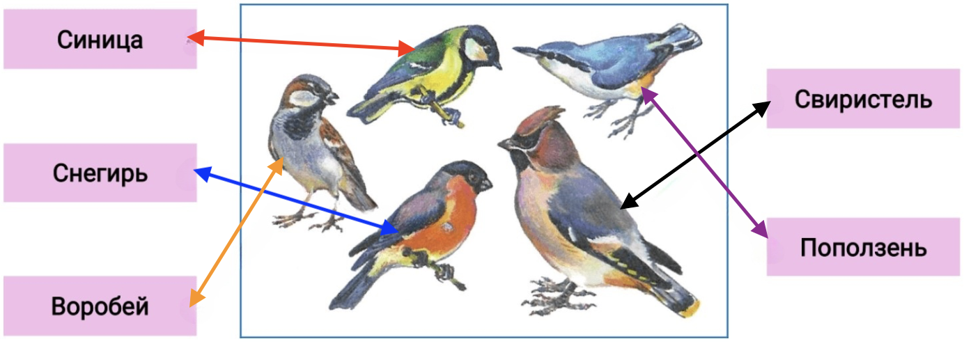 Задание 1 на стр. 52: снегирь, воробей, синица, свиристель, поползень
