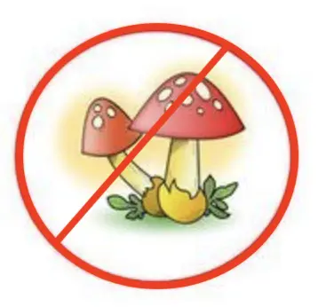 Нельзя собирать ядовитые грибы!